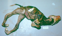 Akabane: Bovine calf. The head is hyperextended. The limb joints are fixed and vary from hypercontracted to hyperextended.