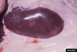 African Swine Fever: Pig, kidney. There is severe disseminated cortical petechiation; the pale foci are infarcts.