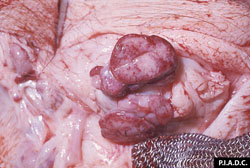 African Swine Fever: Pig, mandibular lymph node. There is moderate peripheral (medullary) hemorrhage.