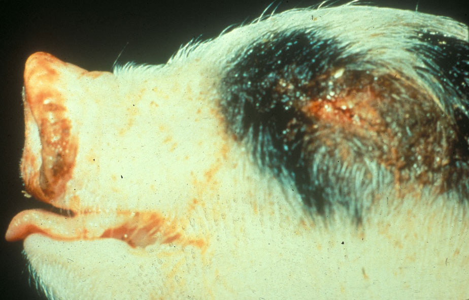 aujeszkys-disease: Cerdo, cabeza. Las membranas mucosas alrededor del ojo y las fosas nasales están cubiertas por una costra, y el área periorbital del ojo tiene exudado seroso.