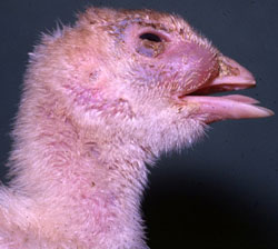 Avian Mycoplasmosis: Turkey, head. Purulent sinusitis.