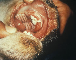 Bluetongue: Sheep, mouth. Most of the dental pad is eroded; the remaining pale mucosa is necrotic. 