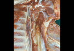 Bluetongue: Sheep, skeletal muscle. There is a focus of hemorrhage on the left; pale areas are consistent with myodegeneration.