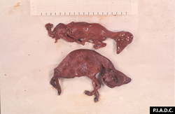 Bluetongue: Sheep, fetuses. The larger of these aborted macerated fetuses exhibits torticollis.