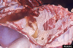 Pleuroneumonía Contagiosa Bovina: Bovino, cavidad pleural. Capas grandes de fibrina cubren la pleura costal y diafragmática, y forman \"sacos\" que contienen líquido color ámbar. 