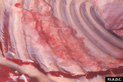 Contagious Bovine Pleuropneumonia: Bovine, pleural cavity. There is a thick plaque (adhesion) of fibrous tissue on the costal pleura.