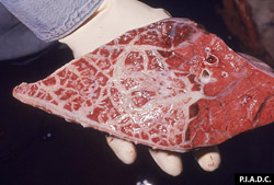 Contagious Bovine Pleuropneumonia: Bovine, lung. In the ventral portion of this lung (left side of the image), interlobular septa and the pleura are markedly thickened with fibrous tissue; this pneumonic lung is sharply demarcated from the relatively normal dorsal portion tissue.