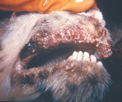 Contagious Ecthyma: Goat, lips. Papules and crusts interspersed with erosions extensively disfigure the lips.