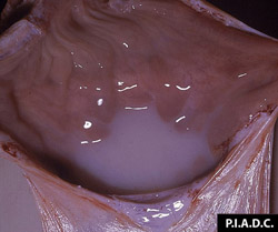 Contagious Equine Metritis: Horse, uterus. The uterine body contains mucopurulent exudate.