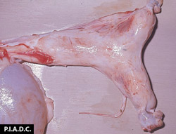 Metritis Equina Contagiosa: Equino, útero. Los cuernos uterinos y el cuerpo del útero están ligeramente distendidos (con exudado mucopurulento).