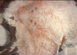 Chlamydiosis (Mammalian): Bovine, skin, fetus. Ulcerated reddened foci on the skin of an aborted fetus due to Chlamydia psittaci.
