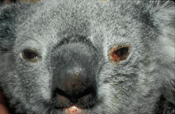 Clamidiosis, Zoonótica: Koala, ojo. Conjuntiva hiperémica con una erosión focal y exudado seroso.