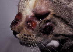 Cryptococcosis: Cat. There are multiple foci of ulcerative dermatitis; the rostral lesion likely resulted from extension of cryptococcal rhinitis through the facial bones.