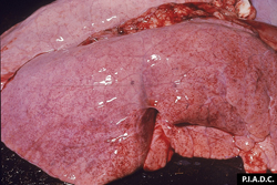 Peste Porcina Clásica: Suino, pulmón. La corteza contiene múltiples petequias e infartos pálidos rodeados de hemorragias.