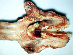 Peste porcine classique: Porc, amygdale. L'épiglotte et l'amygdale palatine, incisée en deux parties, contiennent de multiples foyers de nécrose.