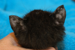Dermatofitosis: Gato. Hay alopecía en las orejas debido a la dermatofitosis, y huevos de piojos en la superfiecie del pelo.
