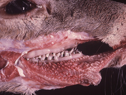 Enfermedad Hemorrágica Epizoótica: Ciervo, mucosa oral. Las puntas de varias papilas bucales están enrojecidas y erosionadas.