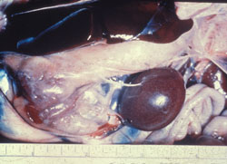 Fowl Typhoid and Pullorum Disease: Avian, abdominal cavity. Liver with focal pale edges (top of abdominal cavity) and enlarged, rounded spleen with white pinpoint multifocal lesions due to Salmonella gallinarum.