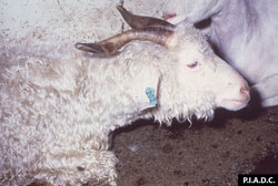 Heartwater: Goat. The neck is extended, consistent with dyspnea.
