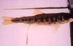 Necrosis Hematopoyética Infecciosa: Pez, cuerpo entero. Muda larga y mucoide y cabeza oscurecida en un salmón juvenil.