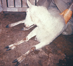 Louping Ill: Sheep. Sheep with neurologic deficits that is unable to stand.