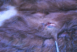 Lumpy Skin Disease: Bovine, skin. Removal of the necrotic center (sitfast) of a papule. 