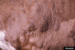 Dermatosis Nodular Contagiosa: Bovino, piel. Múltiples nódulos subcutaneous elevan la piel.