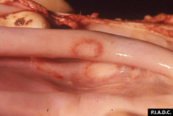 Dermatosis Nodular Contagiosa: Bovino, cornete nasal. Lesiones variólicas tempranas son focos ligeramente pálidos rodeados por petequias.