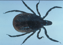 Lyme Disease: Tick. Ixodes scapularis (I. dammini) carrier tick of Lyme Disease.