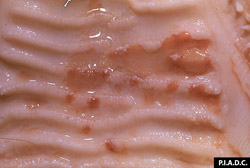 Fièvre catarrhale maligne (Coryza gangréneux): Bovin, palais dur. Plusieurs érosions coalescentes de la muqueuse.