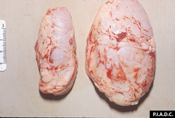 Malignant Catarrhal Fever: Bovine, prescapular lymph nodes: Moderately (left) to markedly enlarged (right) due to MCF. 