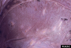 Fiebre Catarral Maligna: Bovino, omaso. Las hojas del omaso contienen múltiples focos pálidos de necrosis. Hay varias úlceras en la región derecha. 