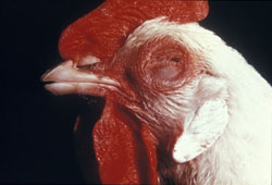 Newcastle Disease: Avian, skin. There is a marked hemorrhage of the comb, wattle, and adjacent skin.