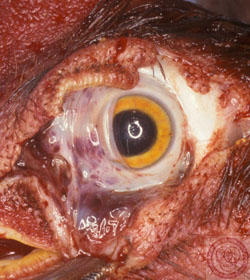 Enfermedad de Newcastle: Ave, ojo. Hemorragia conjuntival que es más severa en la membrana nictitante. 