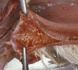 Newcastle Disease: Avian, trachea. Tracheal and laryngeal mucosa contain many foci of hemorrhage and small clumps of fibrinonecrotic exudate.