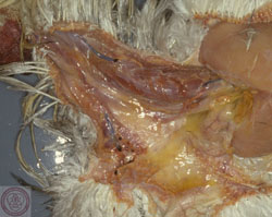 Newcastle Disease: Avian, skin. There is marked subcutaneous edema in the neck, extending to the thoracic inlet.