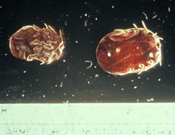 <i>Rhipicephalus (Boophilus) annulatus</i>: Cattle tick, arthropod. Known to transmit babesiosis and anaplasmosis.