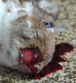 Maladie hémorragique du lapin: Lapin. Épistaxis sévère.