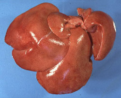 Enfermadad Hemorrágica del Conejo: Conejo, hígado. Todos los lóbulos hepáticos están tumefactos, pálidos y tienen un patrón reticular acentuado. 