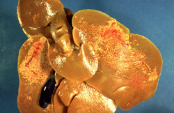 Maladie hémorragique du lapin: Lapin, foie. Ce foie est atteint de façon chronique. Il contient des zones pâles de cicatrices post-nécrotiques.