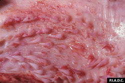 Peste Bovina: Bovino, mucosa oral. Numerosas erosiones sobre y entre las papilas bucales.