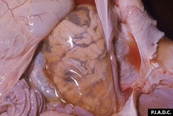 Fiebre del Valle del Rift: Ovino, feto, riñón. Edema peri-renal severo.