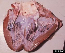Fiebre del Valle del Rift: Ovino, corazón. El endocardio ventricular contiene muchas hemorragias.