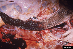 Fiebre del Valle del Rift: Ovino, colon. Colitis hemorrágica severa. 