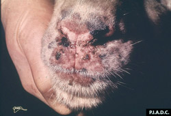Viruela Ovina y Caprina: Caprino, morro. Contiene varias pápulas y está parcialmente cubierto por exudado nasal hemorrágico.