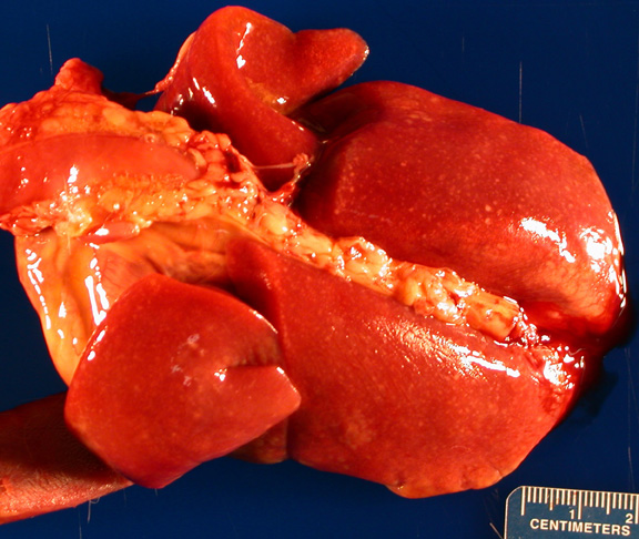 lobes of lungs. throughout all lung lobes.