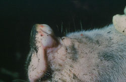 Vesicular Stomatitis: Pig, skin. There is a large vesicle (bulla) on the dorsal snout.