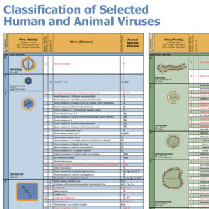 Classification Selected Human Animal Viruses Wallchart