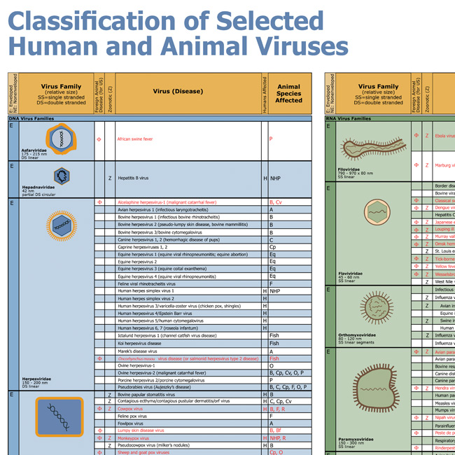 Wallchart: Classification of Selected Human and Animal Viruses - CFSPH