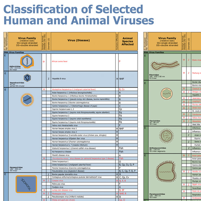 Wallchart: Classification of Selected Human and Animal Viruses - CFSPH Wallchart: Classification of Selected Human and Animal Viruses - CFSPH